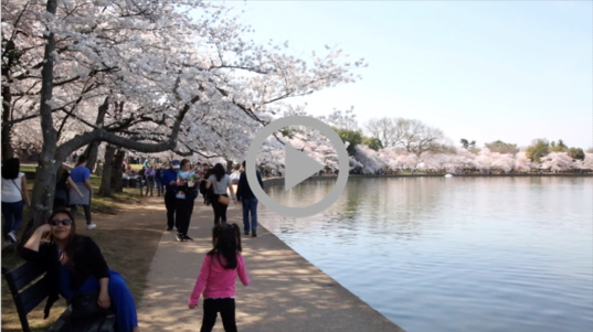 crowds walk alongside Tidal Basin under thick canopy of bright white and pink blossoms 
