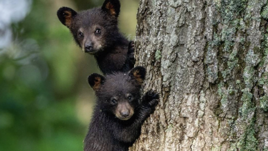 two young bear cubs look curious while climbing a tree  