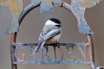 A bird standing on a garden sign.