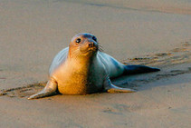 A seal pup on the beach.