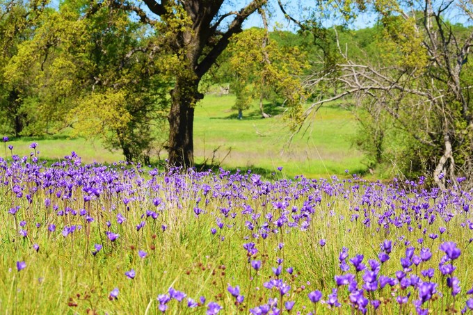Purple wildflowers in a field with oak trees.