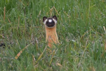 A small weasel in green grass.