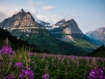 Photo of a field of tall purple flowers with impressive jagged mountains of Glacier National Park. 