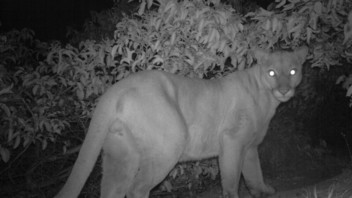 Night vision of a mountain lion.