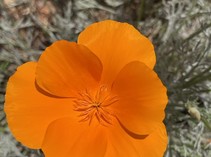 A bright orange poppy.