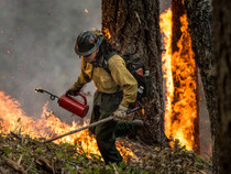 A firefighter walking through a forest burning.