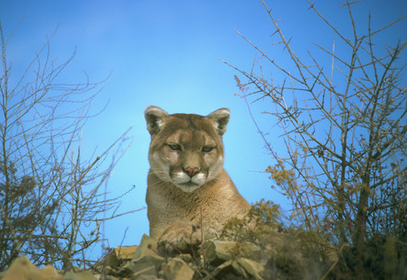A mountain lion on a hill.
