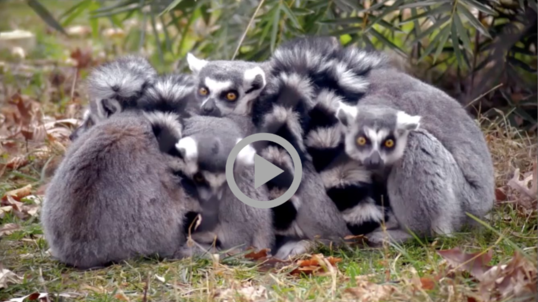  A group of ring-tailed lemurs gather together in an enclosure, some stare at the camera 