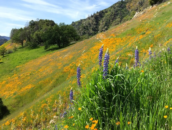 Wildflowers on a hillside.