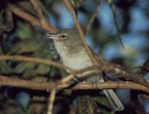 A small brown bird on a branch.