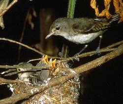 A small bird feeding babies in a nest.