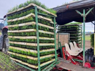 A rack with trays of seedlings.