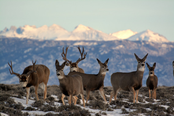 Herd of mule deer in front snowy mountains. Photo by BLM.