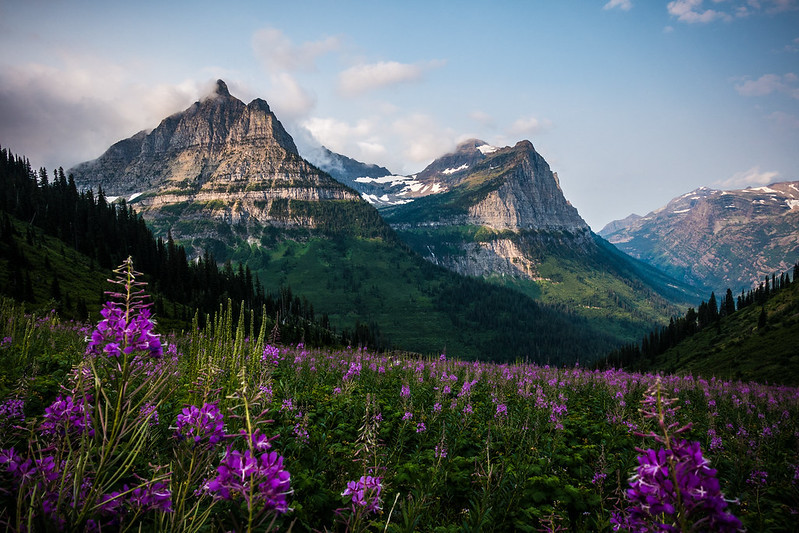 Purple flowers in front of mountains. Photo by NPS.