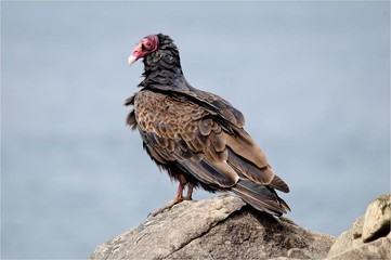 A turkey Vulture standing on a rock.