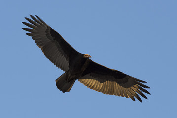 A vulture with its wings spread while it soars above.