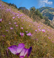 A hillside with purple flowers.