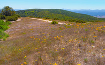 Wildflowers on a hillside with a dirt trail.