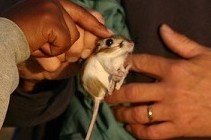 A women petting a small rat.