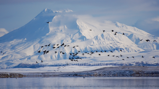 A flock of birds takes flight over water, against the backdrop of a snow covered mountain  