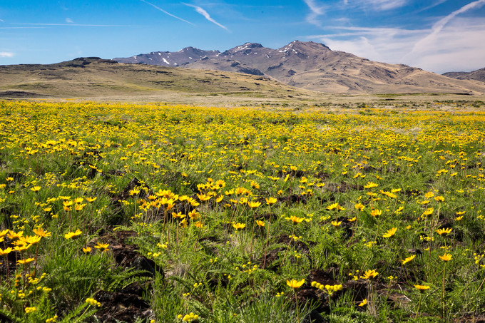 Yellow wildflowers in a field with a mountain in the background.