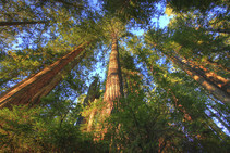 Looking up at tall redwood trees from below.