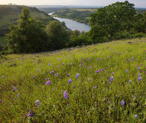 A green hillside with purple flowers overlooking a river bend.