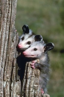 Two baby opossums on a tree log.