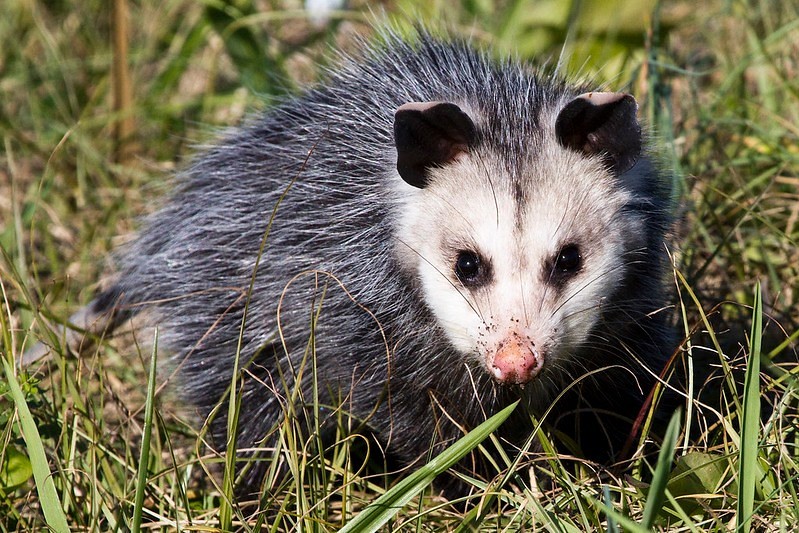 A grey opossum.
