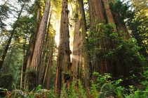 Redwood Trees.