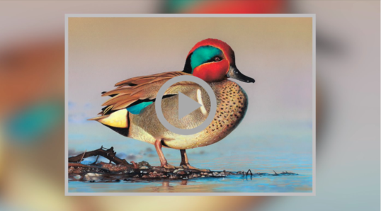 a colorful painting of a green-winged teal standing on a shoreline