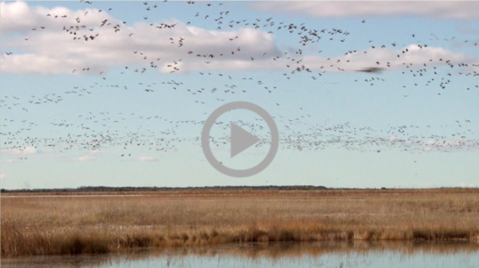 flocks of birds fly in the sky above wetlands  