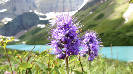 a purple flower blooms in the foreground, a lake glacier and mountains are visible in the background