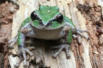 A green frog on a log.