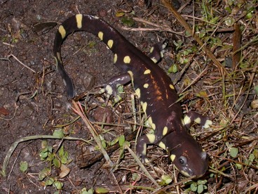 A black and yellow salamander.