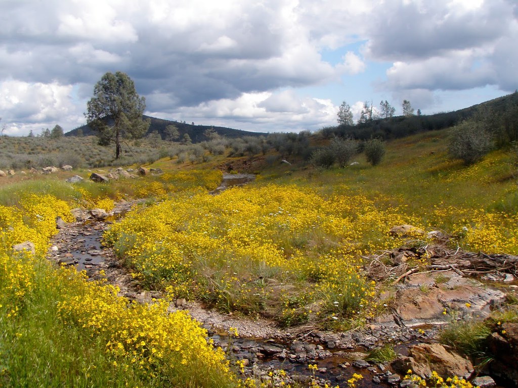A mountain hillside with yellow flowers.