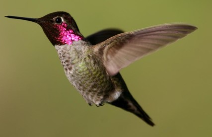 A up-close photo of an Anna's hummingbird in flight, wings pushed back.