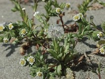 A small beach plant with white flowers.