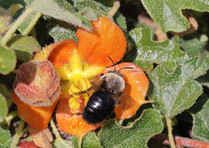 A carpenter bee rests on an orange flower.