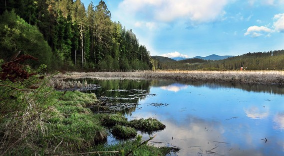 A forested wetland area. Photo Credit: The Nature Conservancy.