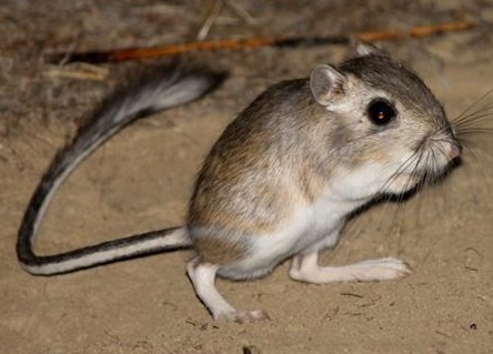 A small rodent with a long tail.