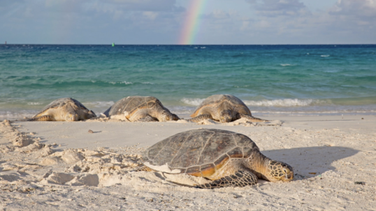 four large green sea turtles bask in the sun while lying in the sand near the ocean   