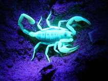 A scorpion under a blacklight.