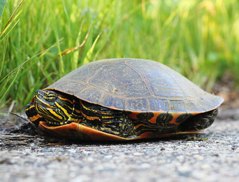 A turtle hiding in its shell on a road.