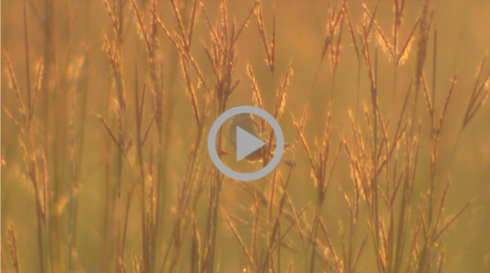 a bird perches on stalks of wheat in a field