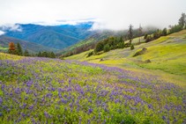 A hillside with purple flowers and fog above.