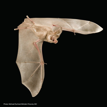 A brown bat in flight.