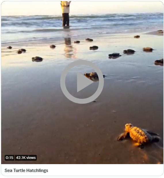 Sea turtle hatchlings moving toward the ocean