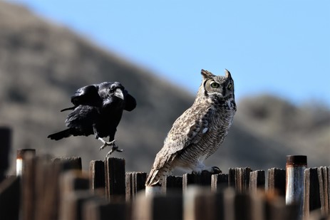 An owl perched on a fence while a raven swoops in.