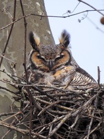 A large owl in a nest.